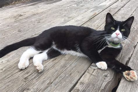 Family gives up hope of finding missing cat, but one Facebook post changes everything!