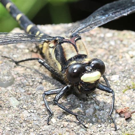 Petaluridae- Petaltails | Wildlife Journal Junior