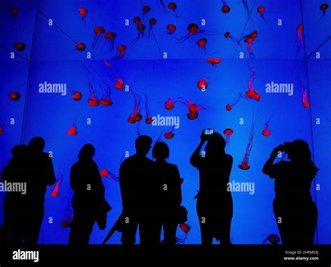 People watch jellyfish during the grand opening of the Ripley's Aquarium of Canada in Toronto on ...