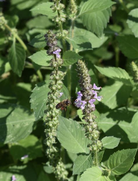 Ocimum tenuiflorum (Holy Basil, Hot Basil, Tulasi, Tulsi) | North Carolina Extension Gardener ...