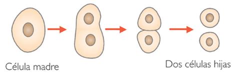 BIOLOGY AND CHEMESTRY: GRÁFICA E FISIÓN BINARIA O BIPARTICIÓN