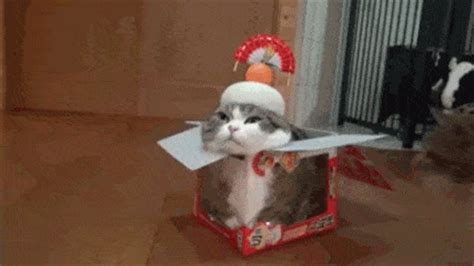 Cat In The Box GIFs - Get the best GIF on GIPHY