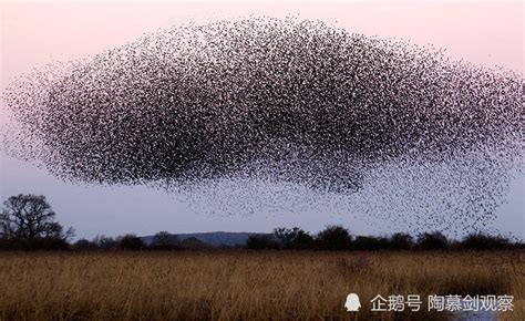 美海军设想更疯狂的“超级蜂群”：一百万架战斗无人机，且空海两栖_腾讯新闻