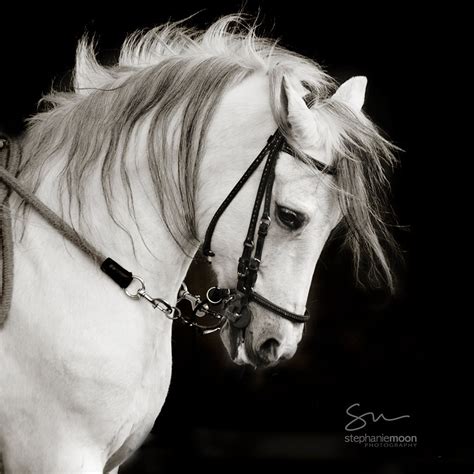 Horse Photography black and white horse photography fine art