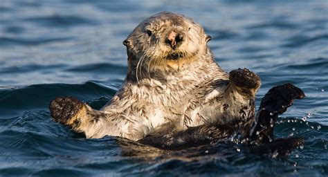 Cute Sea Otters Tofino Photos | GoTofino.Com