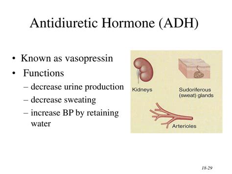 PPT - The Endocrine System General Functions of Hormones PowerPoint Presentation - ID:303291