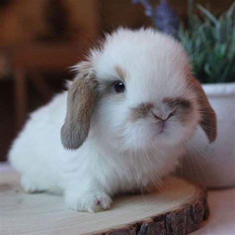 Fluffy bunny | Cute baby bunnies, Fluffy bunny, Cute animals