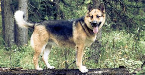 Alaskan Shepherd - A-Z Animals