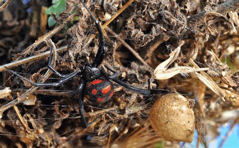 Latrodectus tredecimguttatus (photo courtesy of Pierluigi Rizzo ...