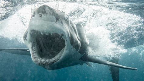 Huge great white shark shocks Florida couple as it emerges from water ...