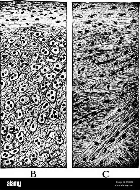 Histology elastic Black and White Stock Photos & Images - Alamy