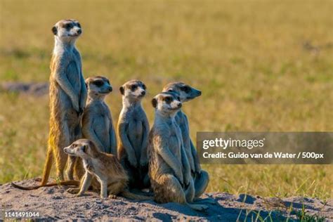 272 Meerkat Family Stock Photos, High-Res Pictures, and Images - Getty ...