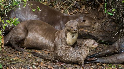 Giant Otter Size Comparison: Just How Big Do These River Monsters Get ...