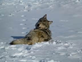 Kostenlose Bild: graue Wolf, Schnee, Tier
