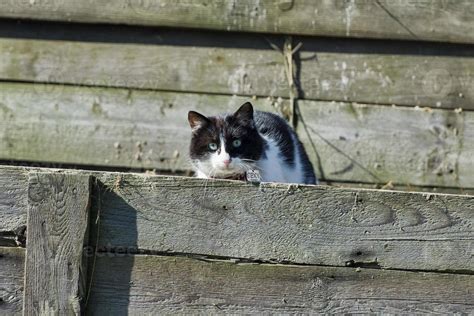 cat while hiding 20420768 Stock Photo at Vecteezy