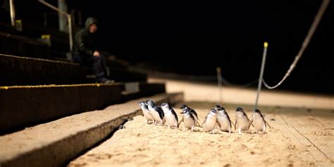 Phillip Island Penguin Parade | Phillip Island