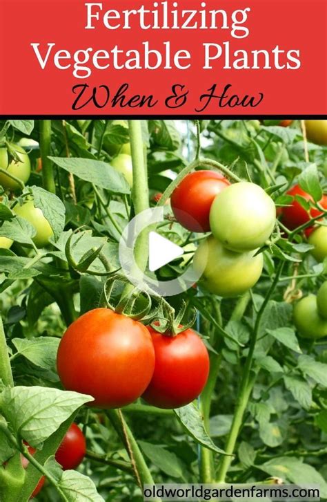 When & How To Fertilize Garden Plants - 5 Big Secrets To Success! in 2020 | Planting vegetables ...