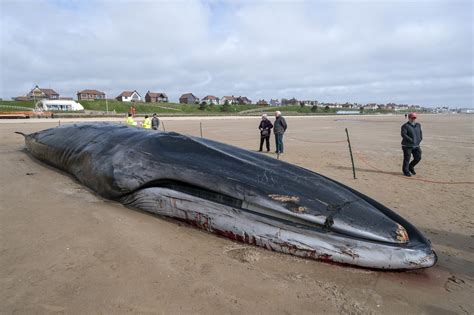 Whale removed from beach in biggest operation of its kind