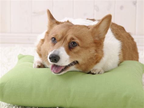 Funny Corgi Wallpaper - WallpaperSafari