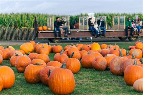 8 Best Pumpkin Patches Near NYC - CitySignal