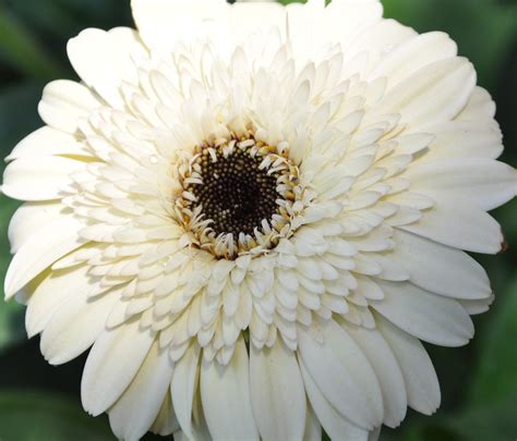 White Gerbera | P. L. Tandon | Flickr