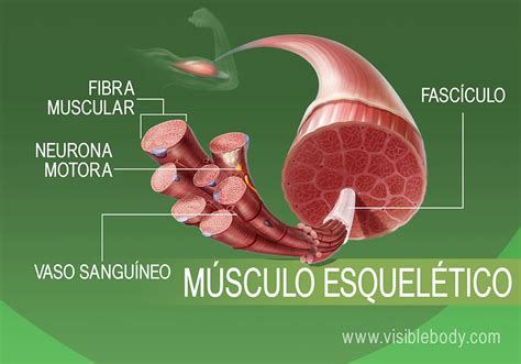 Conoce Todo Sobre Los Tipos De Musculos Anatomia Dos Ossos Musculo Images | Images and Photos finder