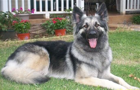 Shiloh Shepherd - characteristics, appearance and pictures