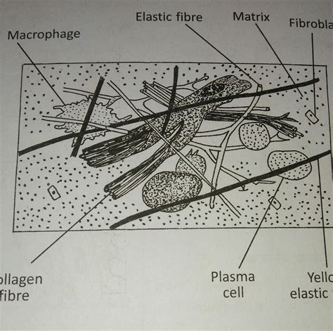 draw a labeled diagram of areolar tissue - Brainly.in