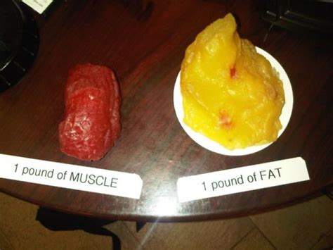 1 pound of muscle and 1 pound of fat - All Things Gym