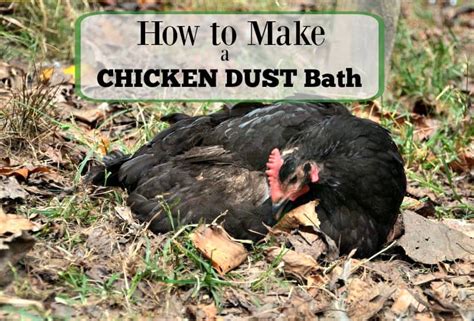 Make a Chicken Dust Bath for the Run - Timber Creek Farm