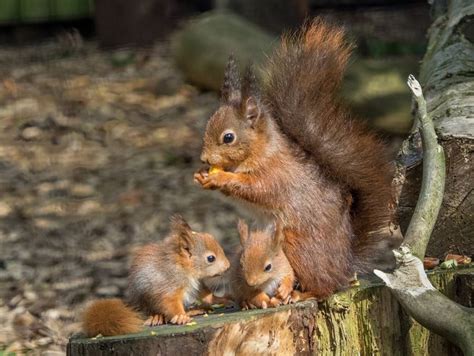 Welcome to British Red Squirrel, Conserving our native red squirrel across the British Isles