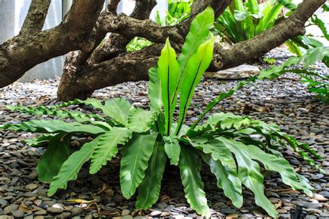 Especie De La Planta En Bosques Tropicales Foto de archivo - Imagen de ...