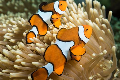 Clown Anemonefish Pair, Great Barrier Reef, Australia