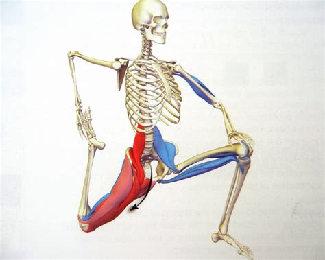 Activating Your Psoas | Invictus Fitness