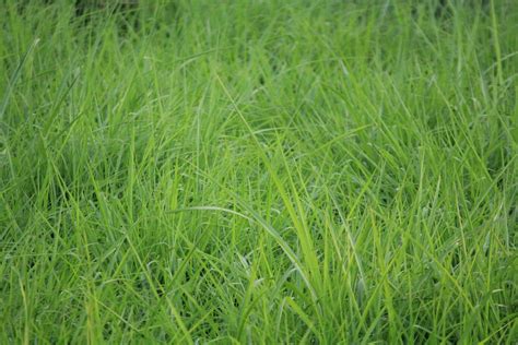 Green Grass Background Free Stock Photo - Public Domain Pictures