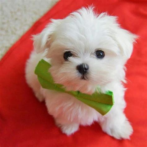 Maltese Puppies For Sale | Baton Rouge, LA #297402