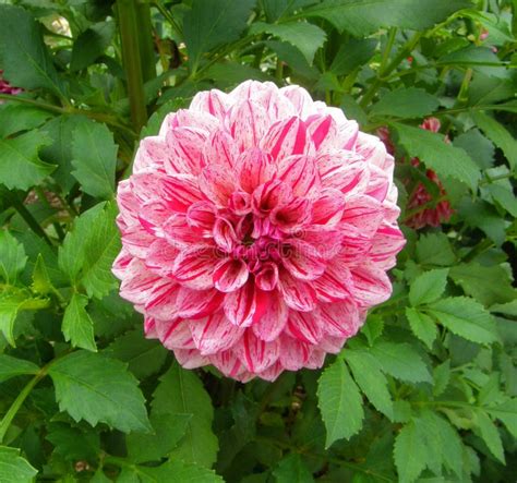 Beautiful Pink Flower/Botanical Gardens Stock Photo - Image of flower, nature: 46222778