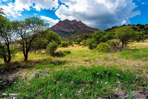 Mosaics In Science | A Green Desert Landscape in Arizona