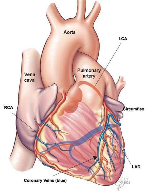 Coronary Artery Disease: Causes, Symptoms, Diagnosis & Treatments