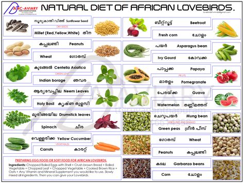 Natural Diet of African Lovebirds. | Perruche, Oiseaux, Animaux