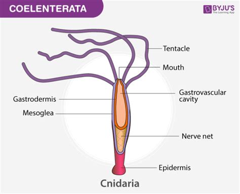 Phylum Coelenterata- Characteristics And their Classification