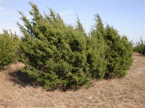 Juniperus ashei - Alchetron, The Free Social Encyclopedia