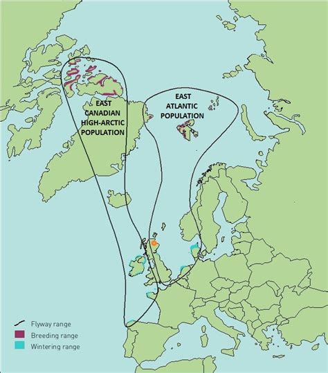 The Brent Goose Blog: 13 January 2012: Highland Ringing Group joins the Brenttags team