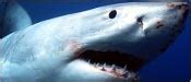 NOVA Online | Teachers | Program Overview | Shark Attack! | PBS