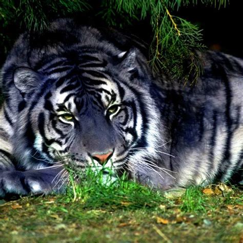 Black Tiger (Melanistic Tiger) rendering of what they might look like ...