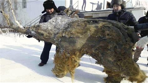 Flash Frozen Mammoths Are Much Older Than The Younger Dryas Event - What Does The Data Show ...