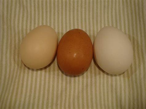 Rhode Island Red egg color | Page 3 | BackYard Chickens - Learn How to Raise Chickens