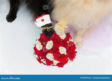 Dog Wedding Couple Paws on Bouquet Stock Photo - Image of arch, adorable: 98724142