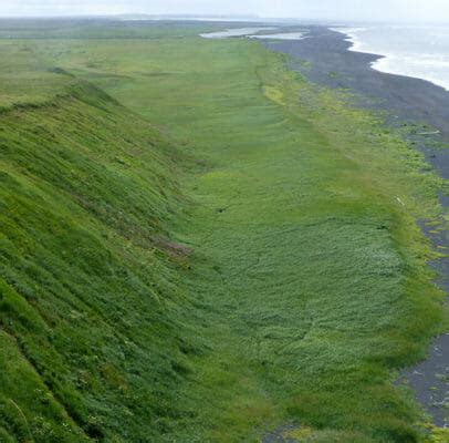 Alaska Walrus Viewing - Arctic Wild