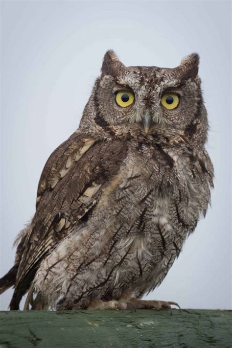 Owls in Oregon (15 Species with Pictures) - Wild Bird World